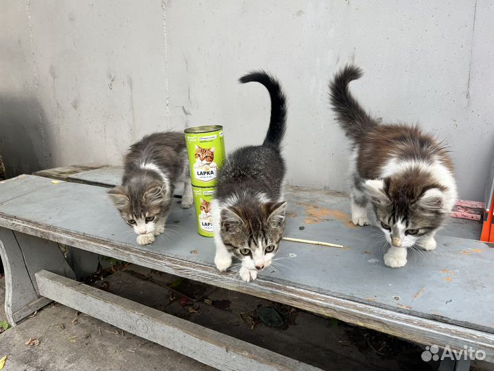 Котята в добрые руки