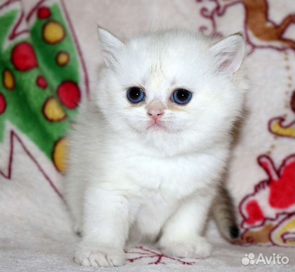 Британские золотые и серебристые шиншиллы