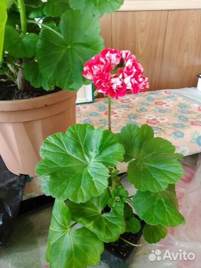 Цветы - Герань и Бегонии саженцы и черенки