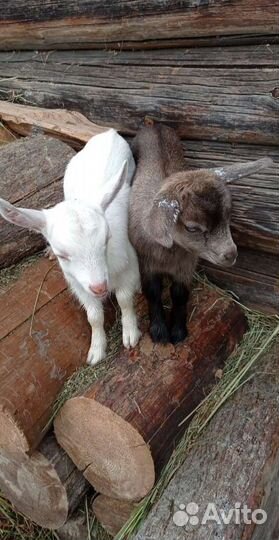 Камерунские козы козочки