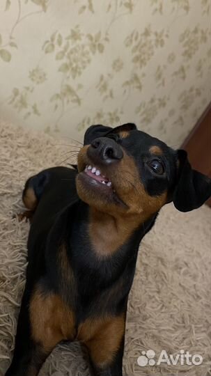 Цвергпинчер