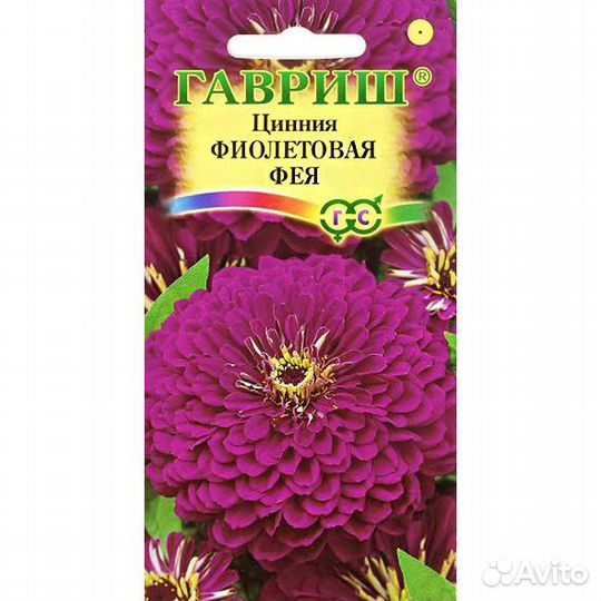 Цинния Фиолетовая Фея