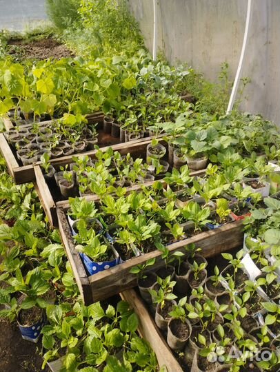 Рассада помидор