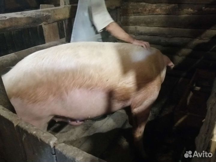 Кабан хряк