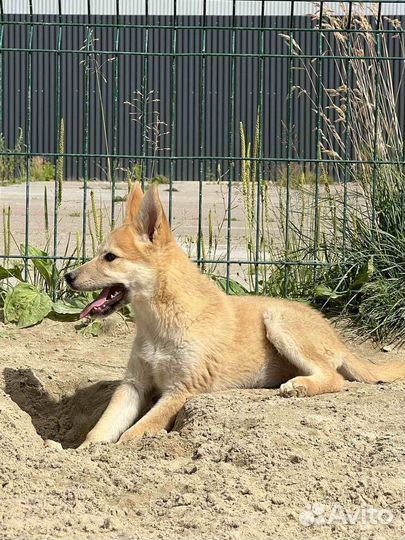 Девчуля 3,5 месяца ищет дом