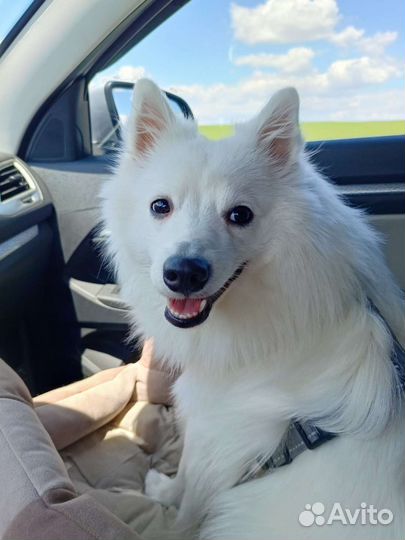 Японский шпиц вязка