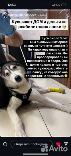 Сибирский хаски