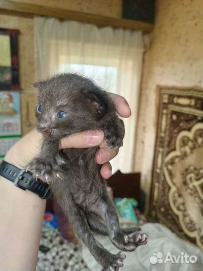 Котейки в добрые ручки