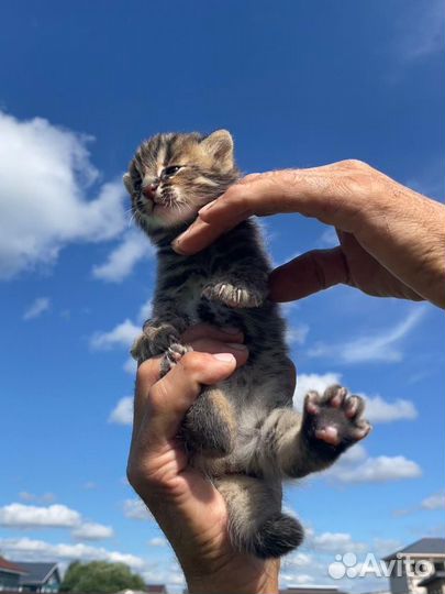 Котята дальневосточного лесного кота