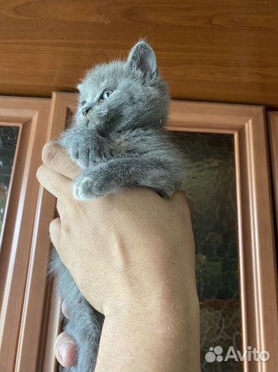 Метисы мейн-куна котята