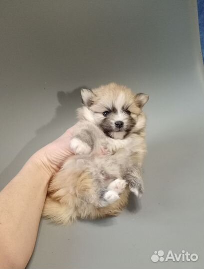 Щенки шпица