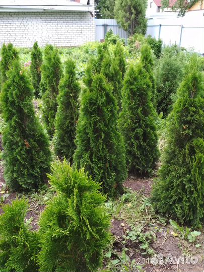 Туи, яблони, груши, сливы, вишни, крыжовник и др