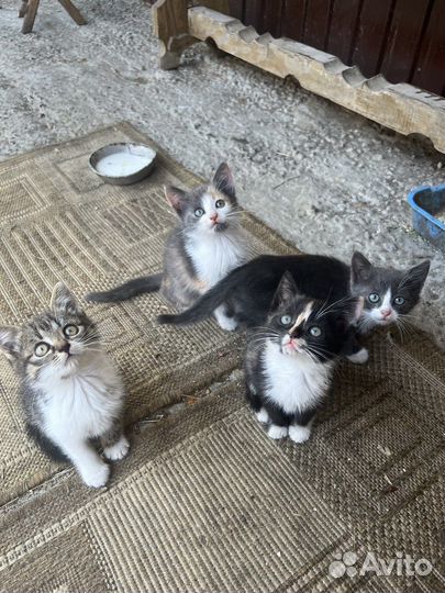 Котята