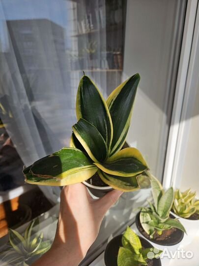 Сансевиерия хани крео