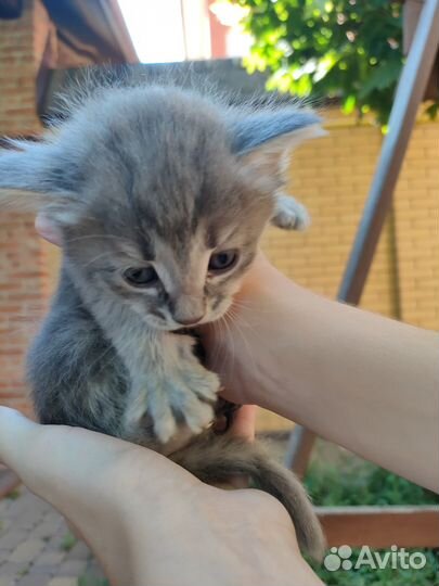 Отдам котят в добрые руки