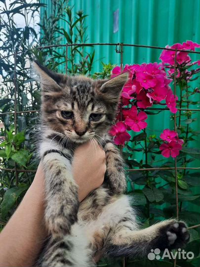 Котята с завода очень ищут дом