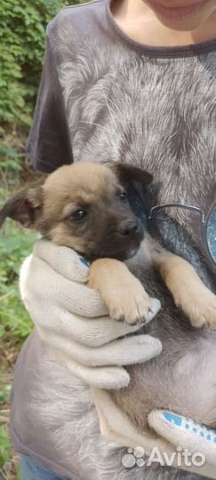 Щенки девочки 2 месяца