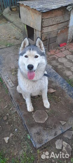 Сибирский хаски