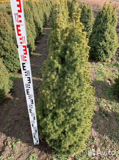 Ель канадская Коника