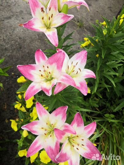 Флоксы, Лилии, Аквилегия