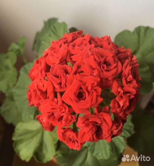 Пеларгония герань