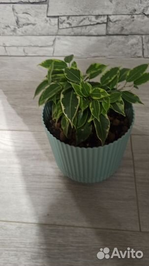 Фикус бенджамина