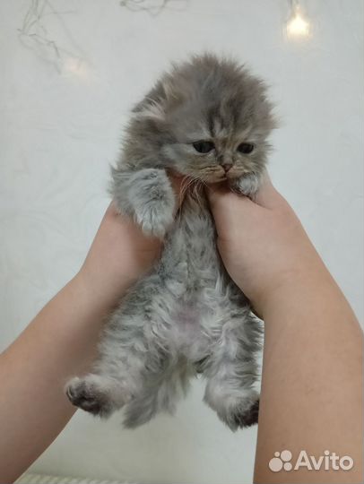 Котята девочки шотландские