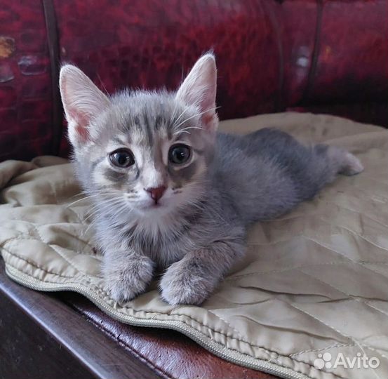 Котята малышата