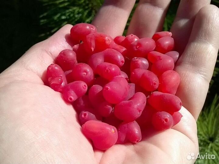 Жимолость душистая Стендиша