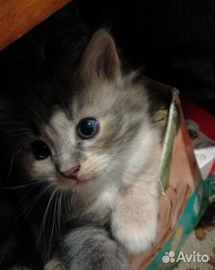 Кошки в добрые руки бесплатно