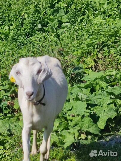 Нубийские козы