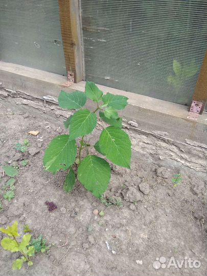 Гортензия и др