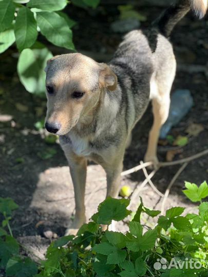 Собака ищет дом