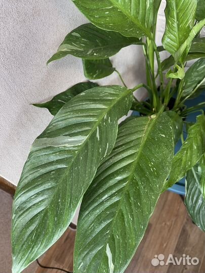 Спатифиллум diamond комнатные цветы