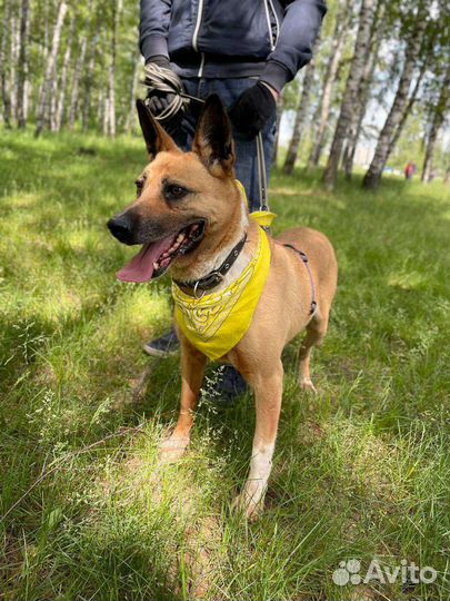 Собака из приюта грустит без человека