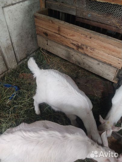 Козы козлята