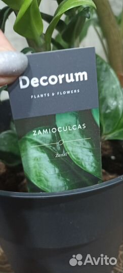 Комнатные растения