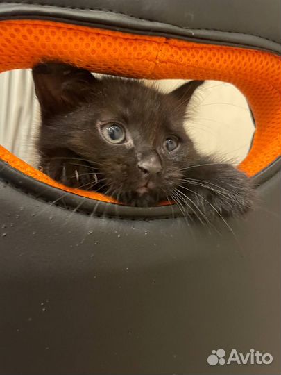 Отдам в добрые руки