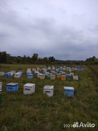 Мёд - Дягиль,Акация,Горный мëд. Перга. Пчеломатки