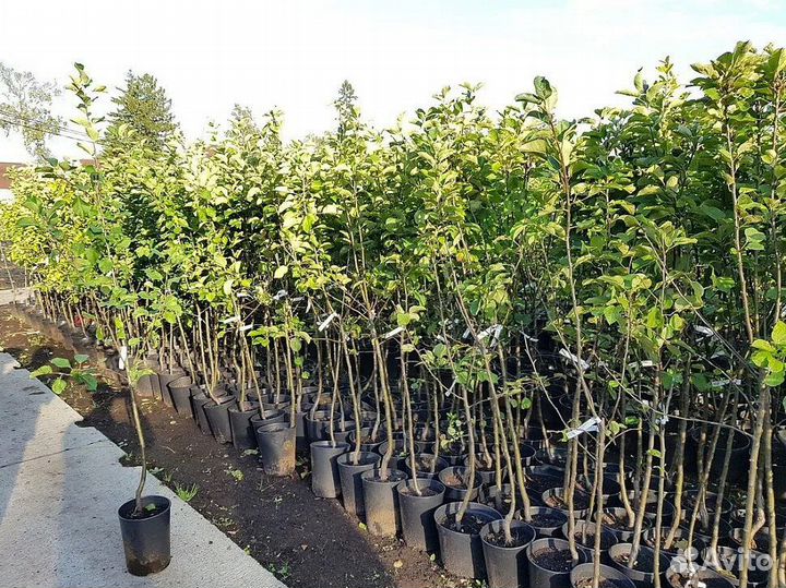 Плодовые деревья окс и зкс