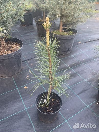 Кедр привитый