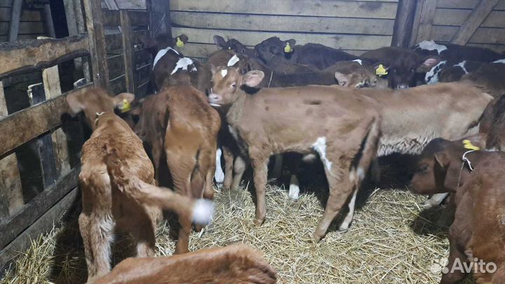 Бычки телята быстрая доставка