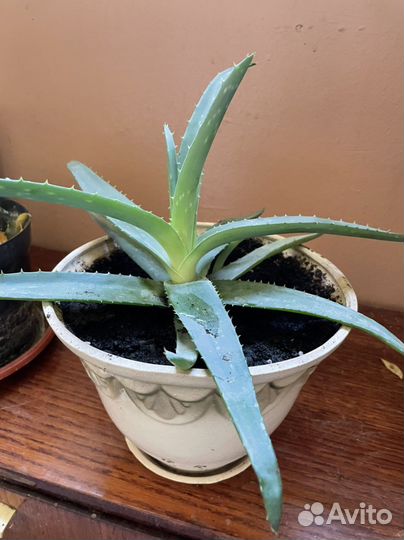 Алоэ лечебный