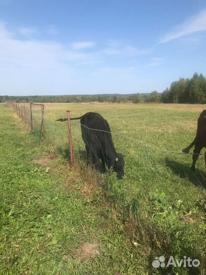 Нетель 2 и бык 1