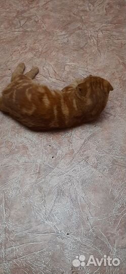 Шотландский кот вязка