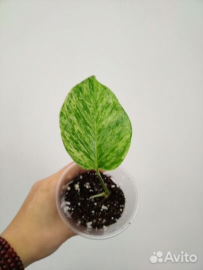 Эпипремнум, бегонии, крестовник, замиокулькас