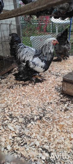 Петухи брама