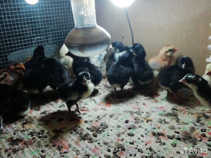 Отходы подсолнечника в мешках