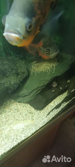 Астронотус