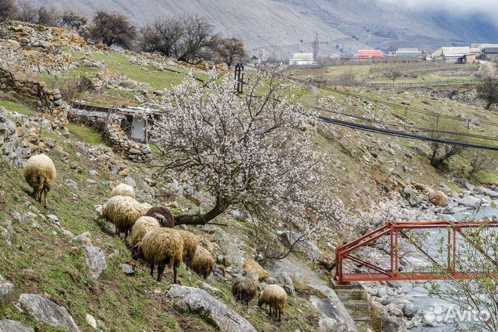 Экскурсия — Кисловодск — Верхняя Балкария: джип-ту